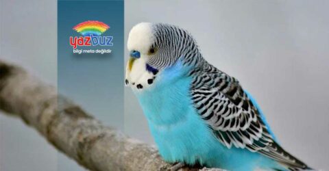 Muhabbet Kuşları Ne Zaman Konuşmaya Başlar?