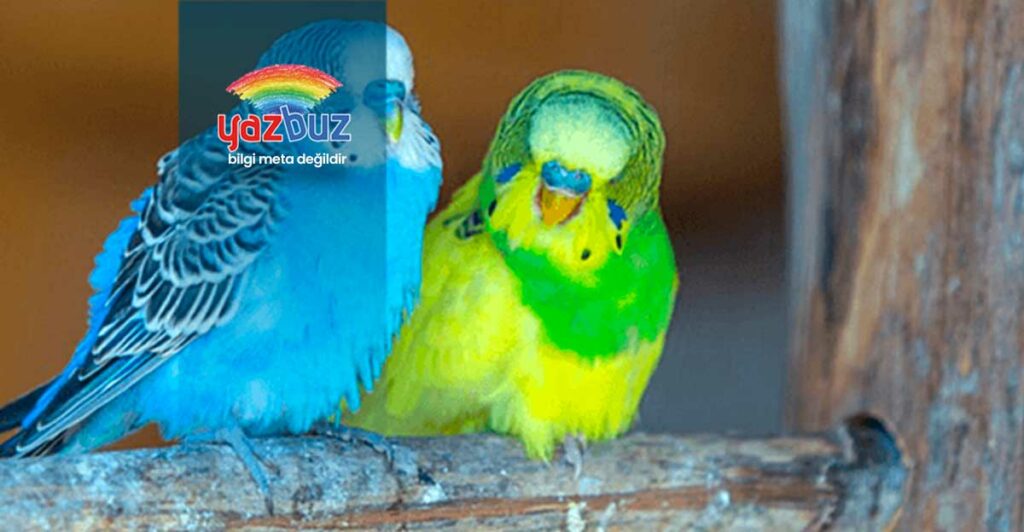 Muhabbet Kuşu Neden Boynunu Büker?