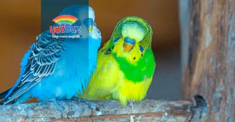 Muhabbet Kuşu Neden Boynunu Büker?