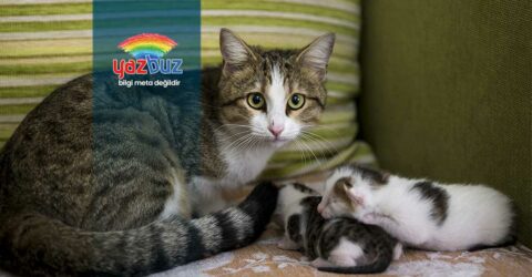 Anne Kedi Yavrusunu Neden İstemez?