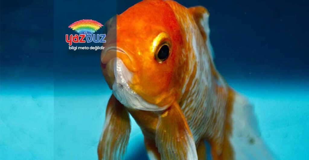 Balık Neden Yem Yemez? Ne Yapılmalı?