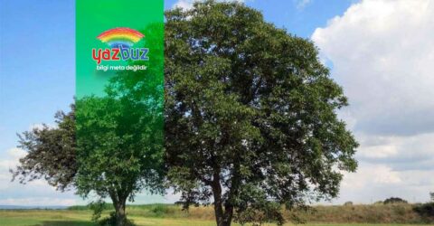 Ceviz Ağacının Altında Neden Bitki Yetişmez?