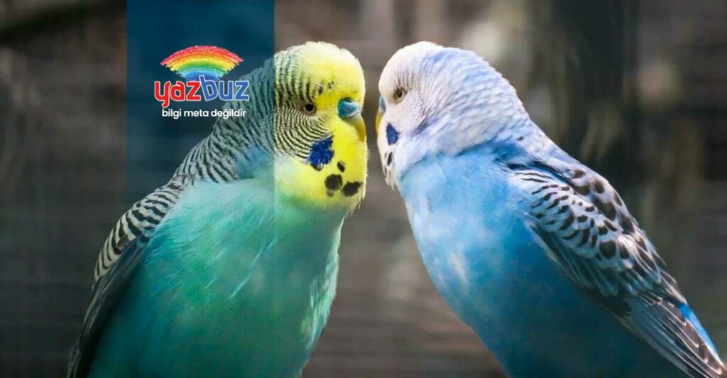 Muhabbet Kuşları Neden Çiftleşmez?