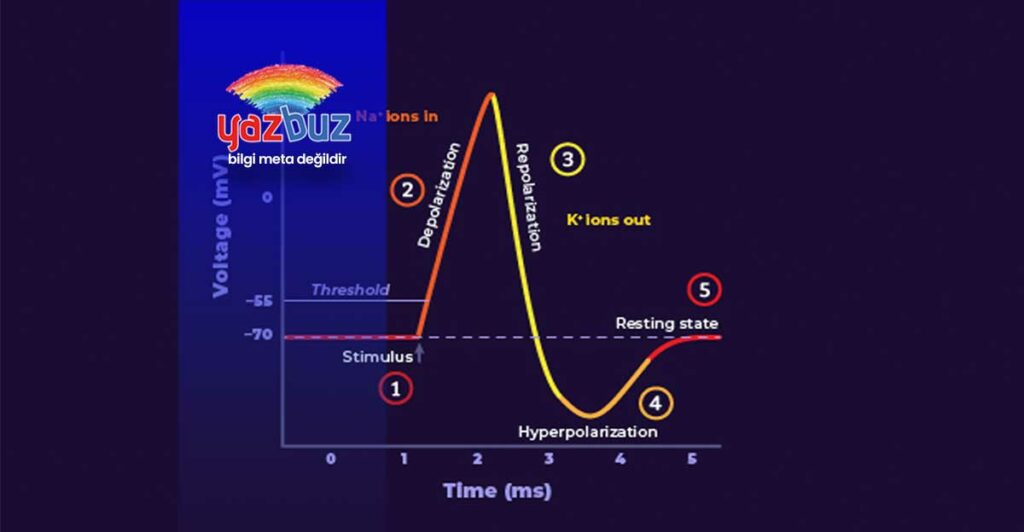 Polarizasyon, Depolarizasyon ve Repolarizasyon Nedir?