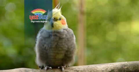 sultan papağanı neden kabarır