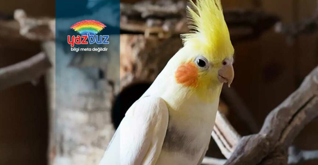 Sultan Papağanı Neden Titrer?