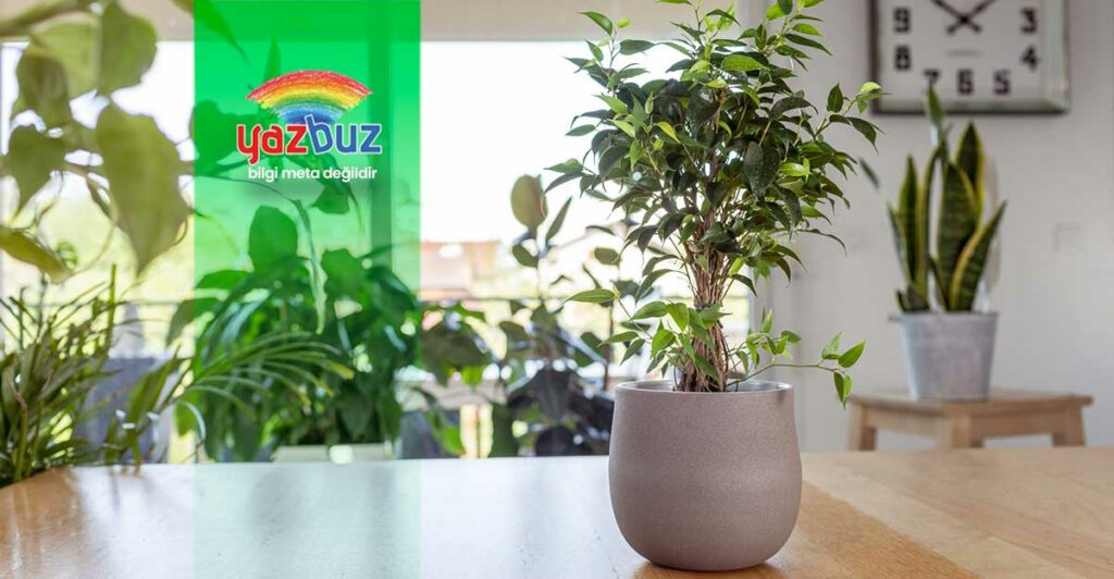 Benjamin Yaprakları Neden Sararır?