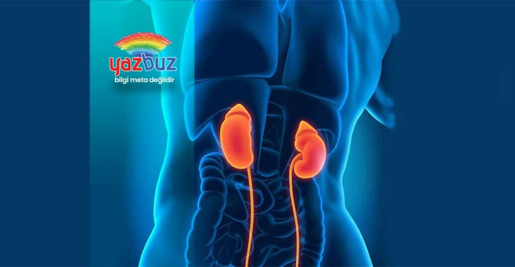 Böbrekte Kaliektazi Nedir?