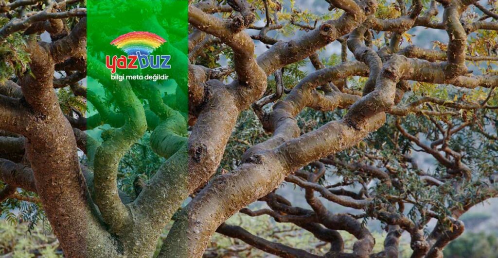Frankincense Nedir? Faydaları ve Kullanımı