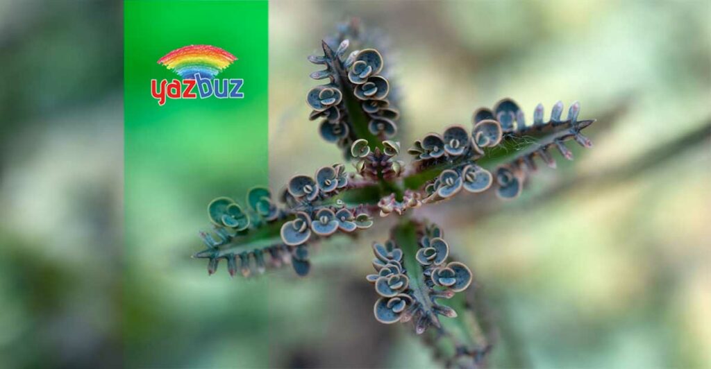 Kalanşo Neden Çiçek Açmaz? 