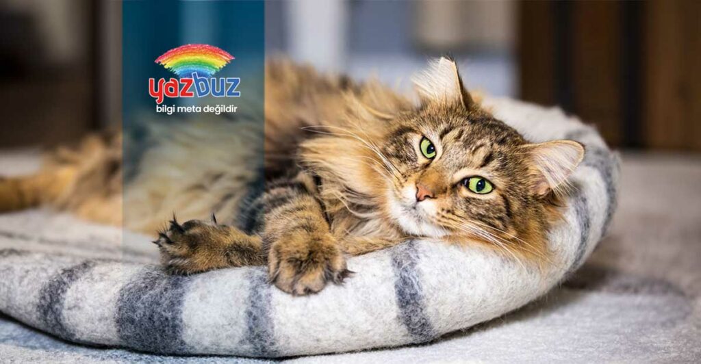 Kedi Yatağa Neden İşer? Önlemek İçin Ne Yapılmalı?