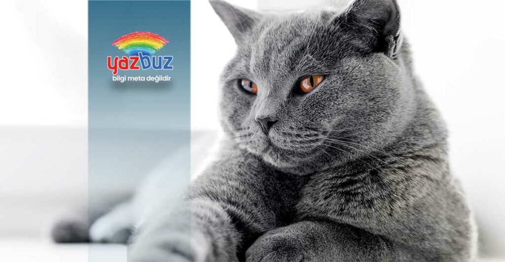 Kedinin Kulakları Neden Soğuk Olur?