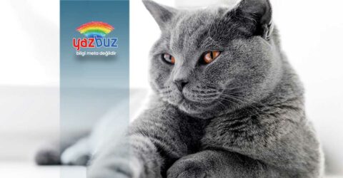 Kedinin Kulakları Neden Soğuk Olur?
