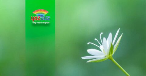 Kuş Otu Nedir? Faydaları ve Kullanım Alanları