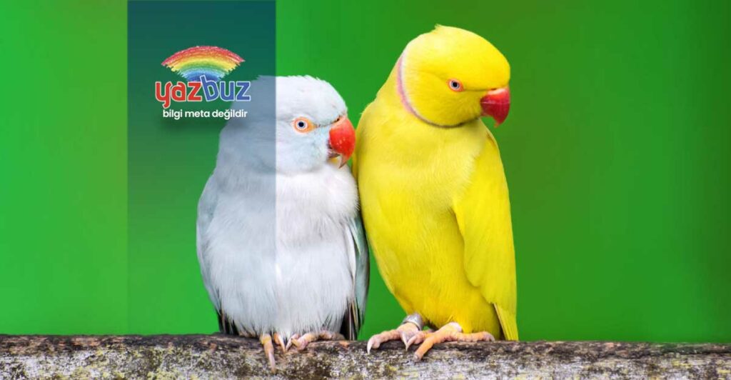 Kuşlar Neden Hapşırır? Normal midir?