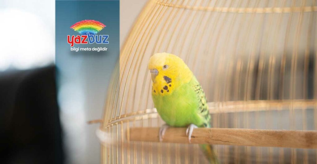 Muhabbet Kuşu Neden Tüylerini Yolar?