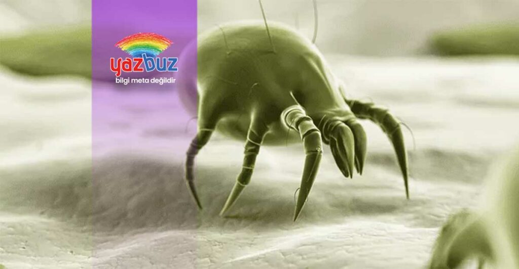 Toz Böcekleri Neyi Sevmez?