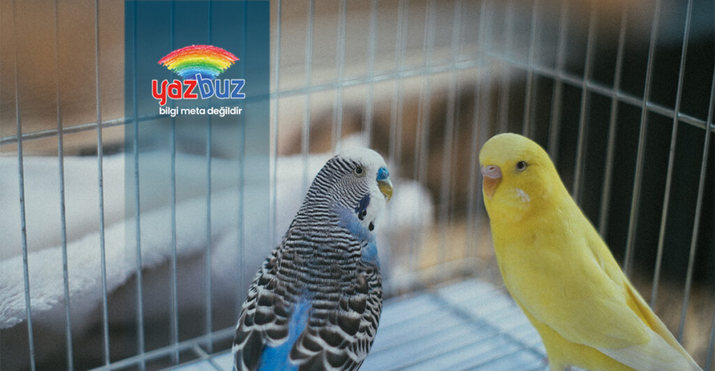 Muhabbet Kusu Kafeste Neden Cirpinir?