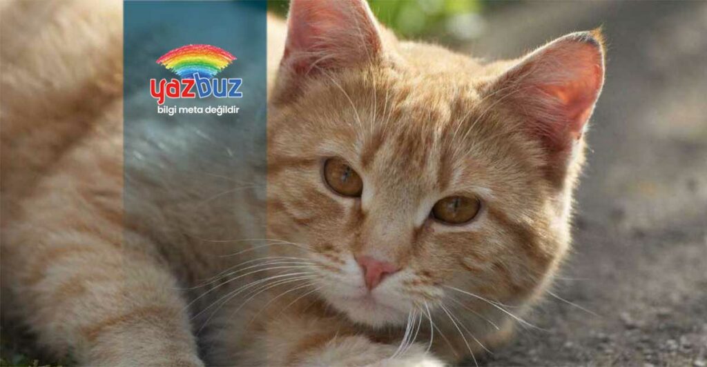 Kedilerde Sarılık Neden Olur? Ne Zaman İyileşir?