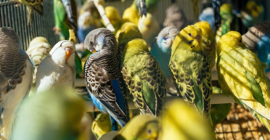 Erkek muhabbet kuşu yuvaya neden girer?