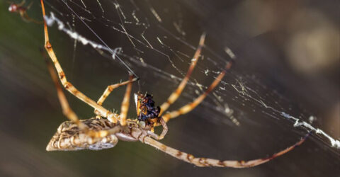 Dünyanın En Zehirli Örümceği Nedir