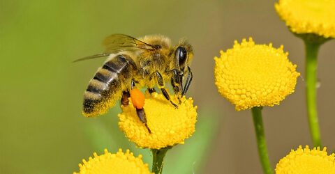Arı sokmasının faydaları