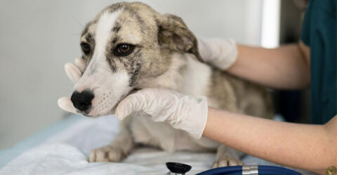 Epilepsi Hastası Köpek Ne kadar Yaşar?